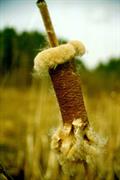 Typha Latifolia